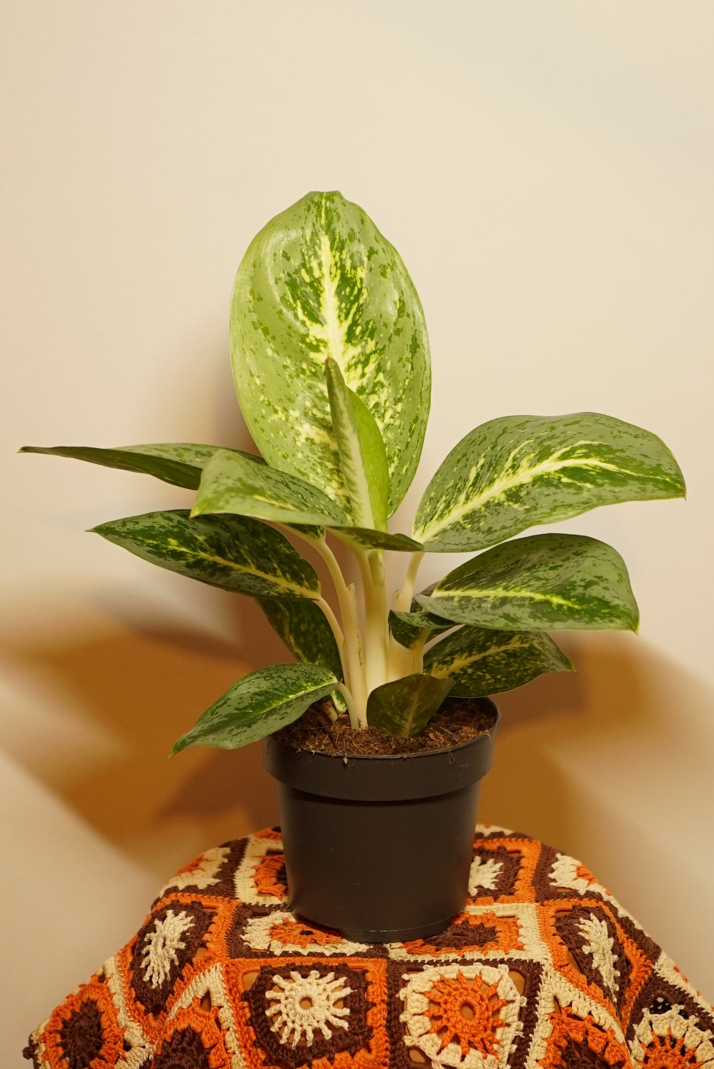 Aglaonema Lemon Mint
