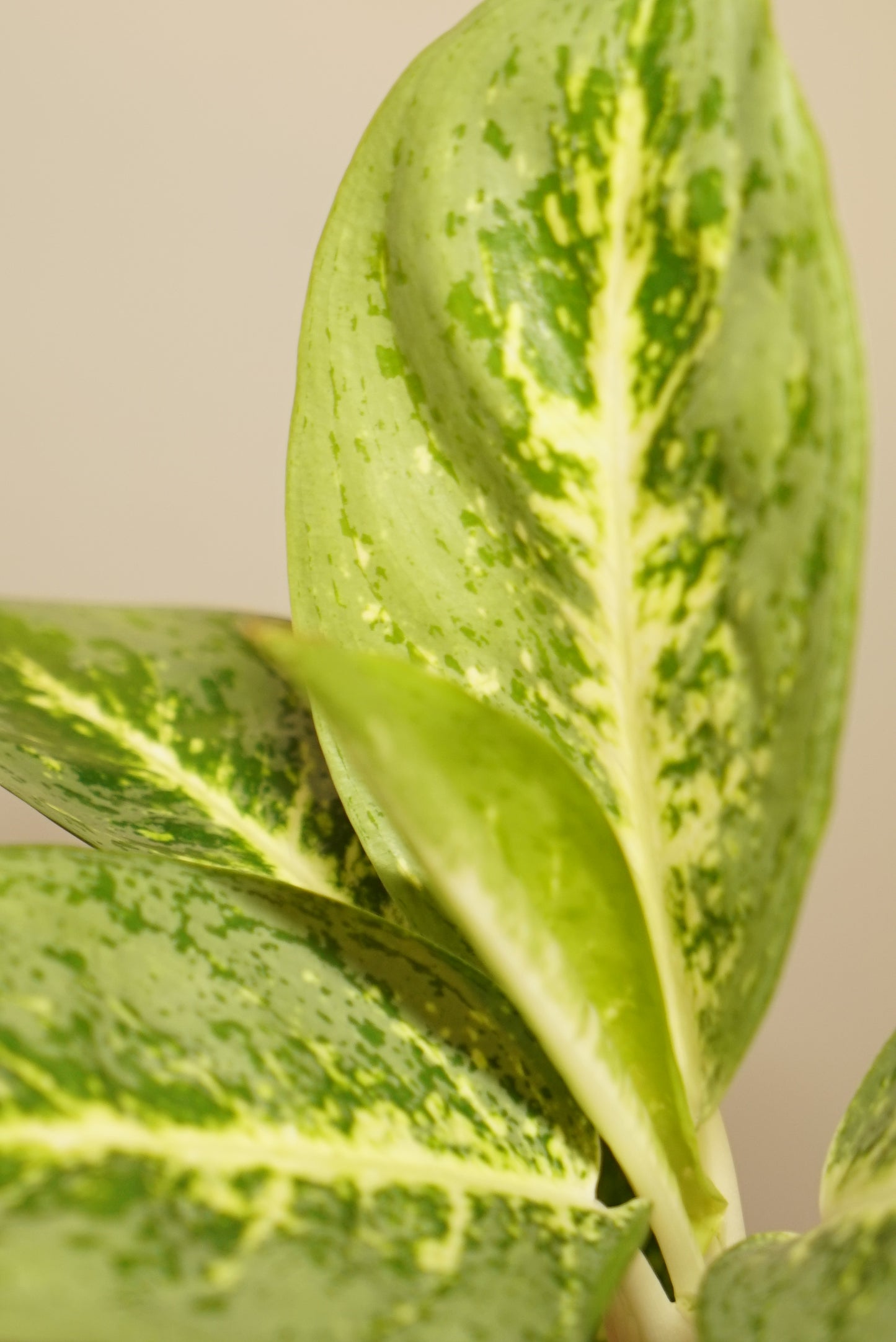 Aglaonema Lemon Mint