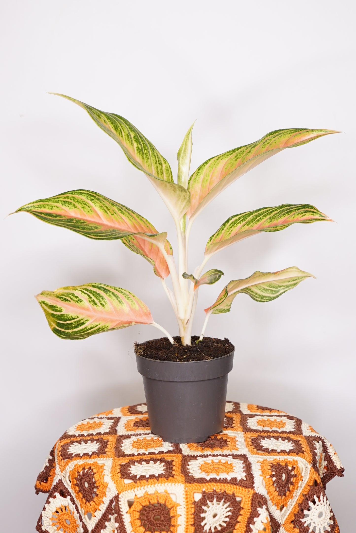 Aglaonema Eyecatcher