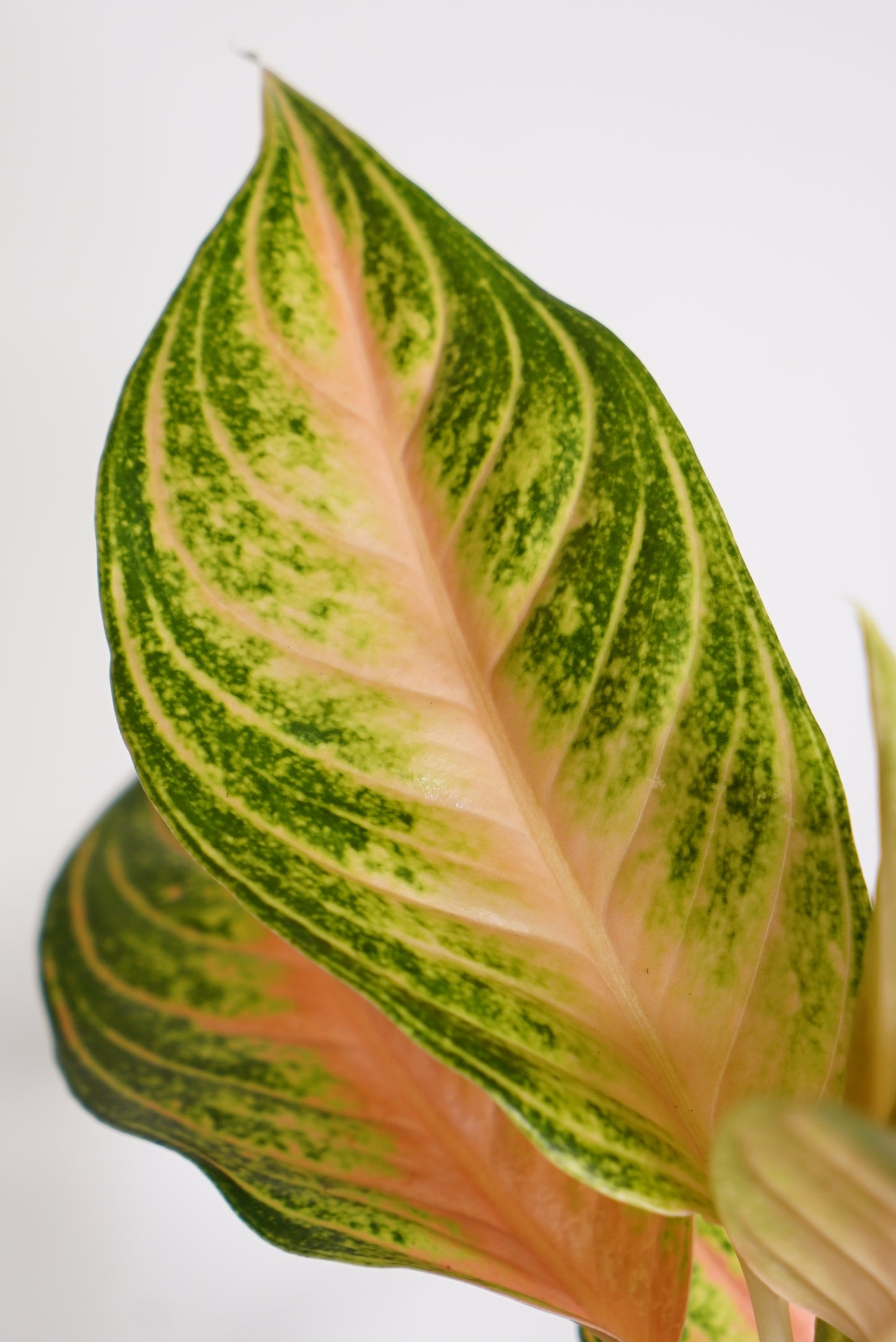 Aglaonema Eyecatcher