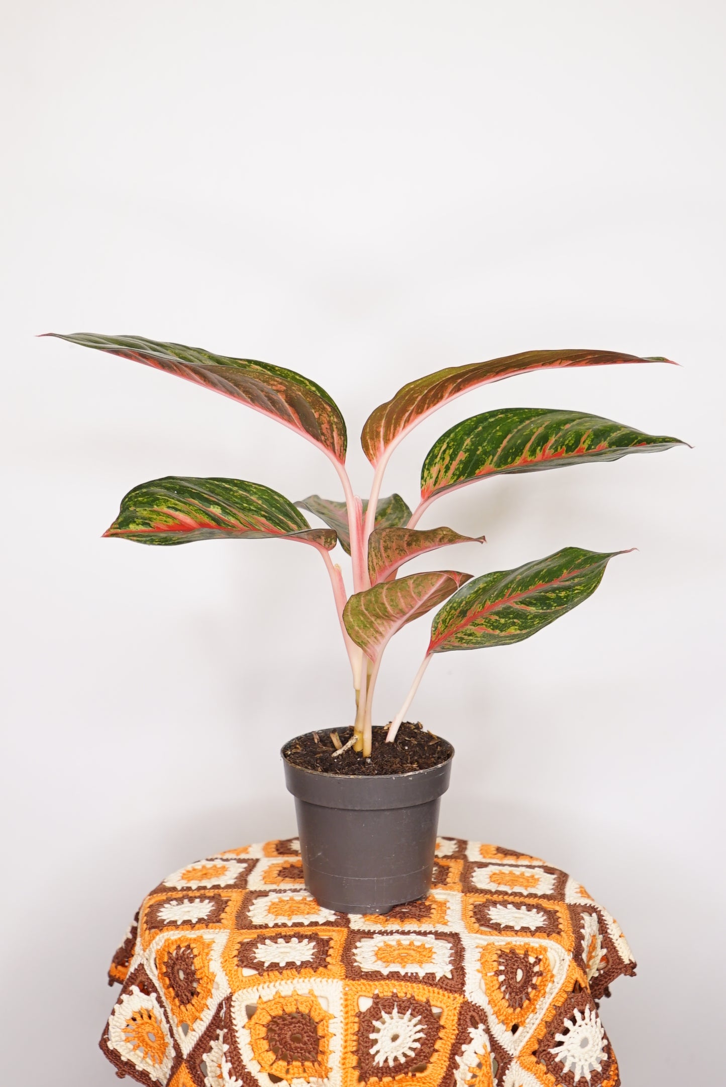 Aglaonema Eyecatcher Red