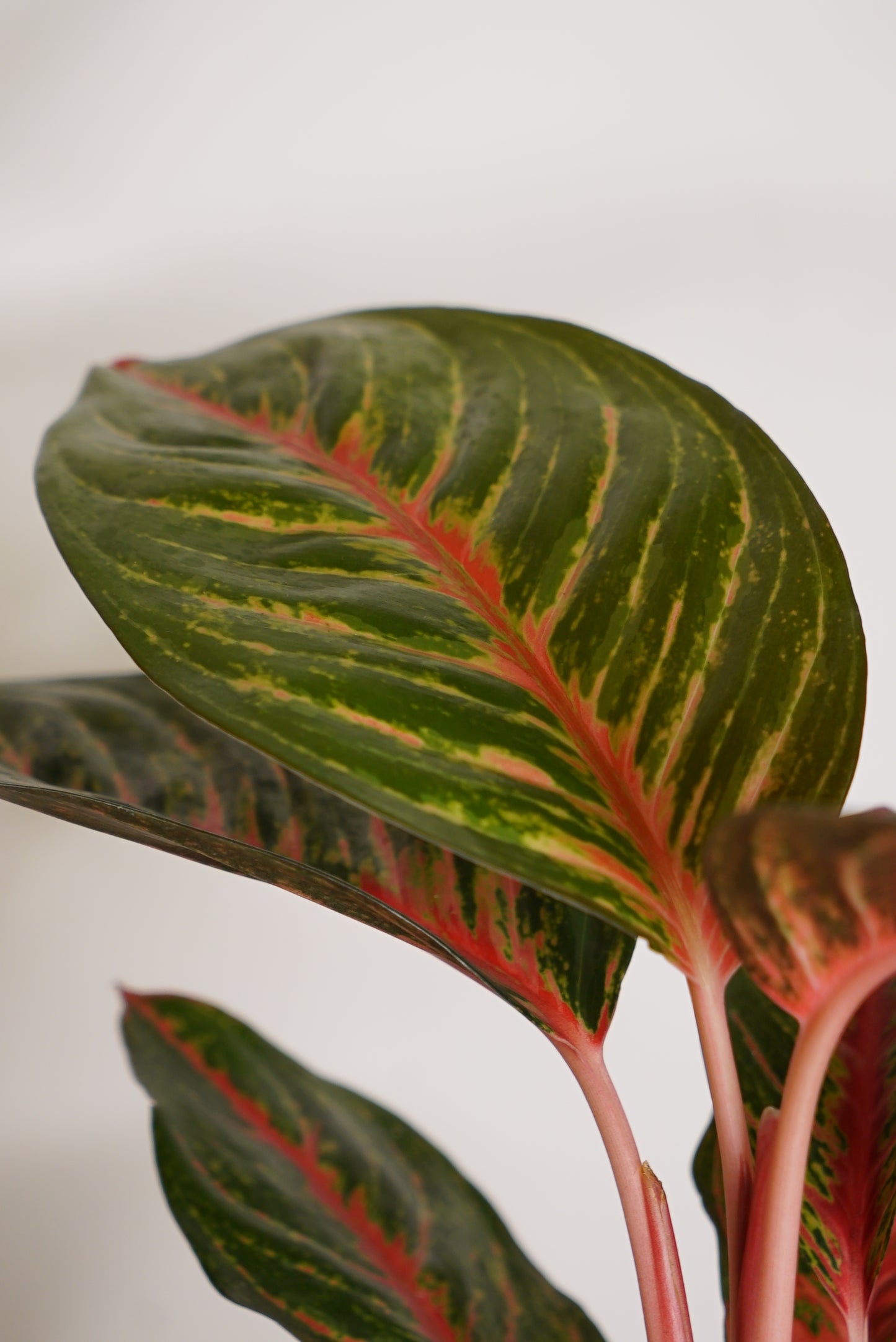 Aglaonema Eyecatcher Red