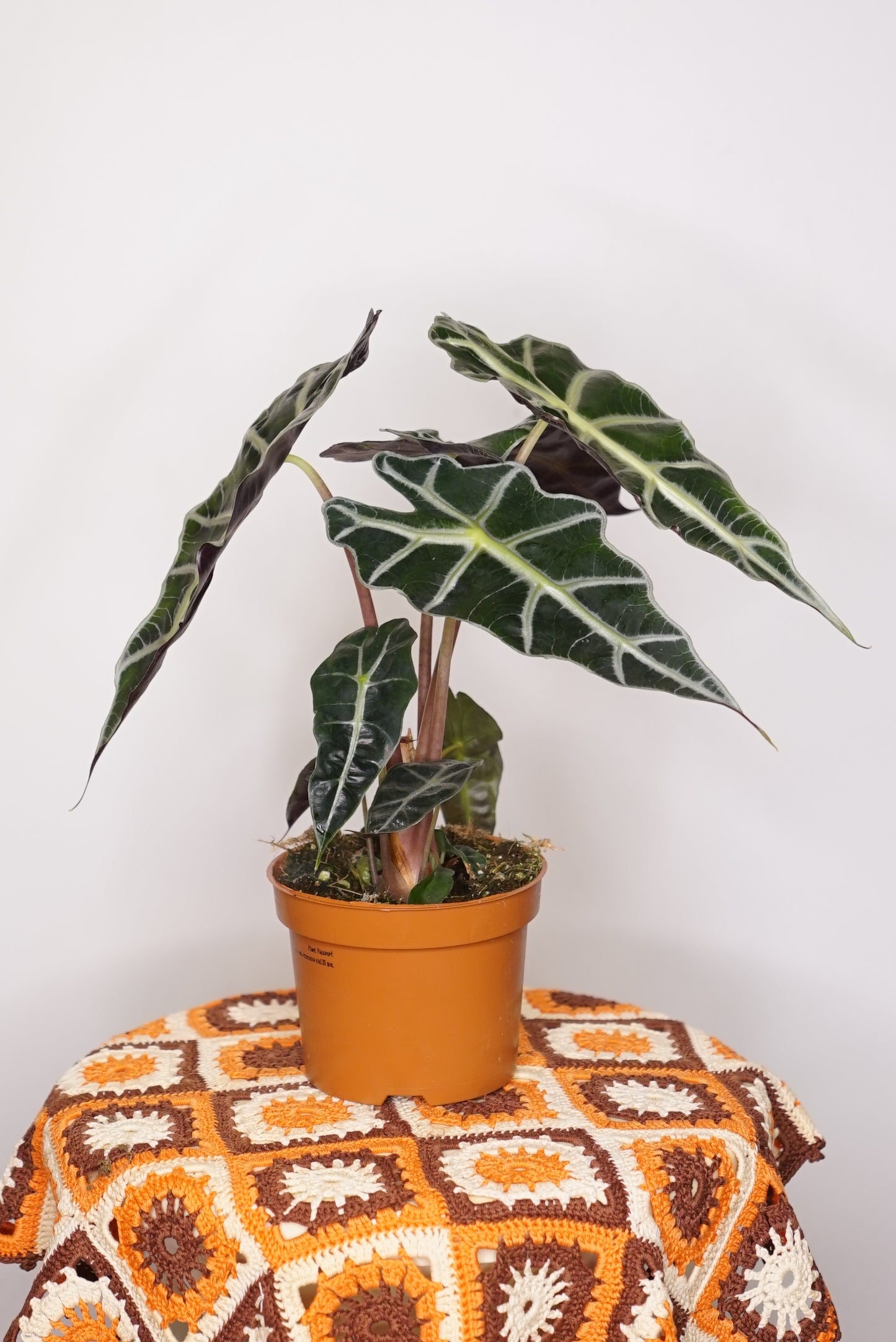 Alocasia Polly