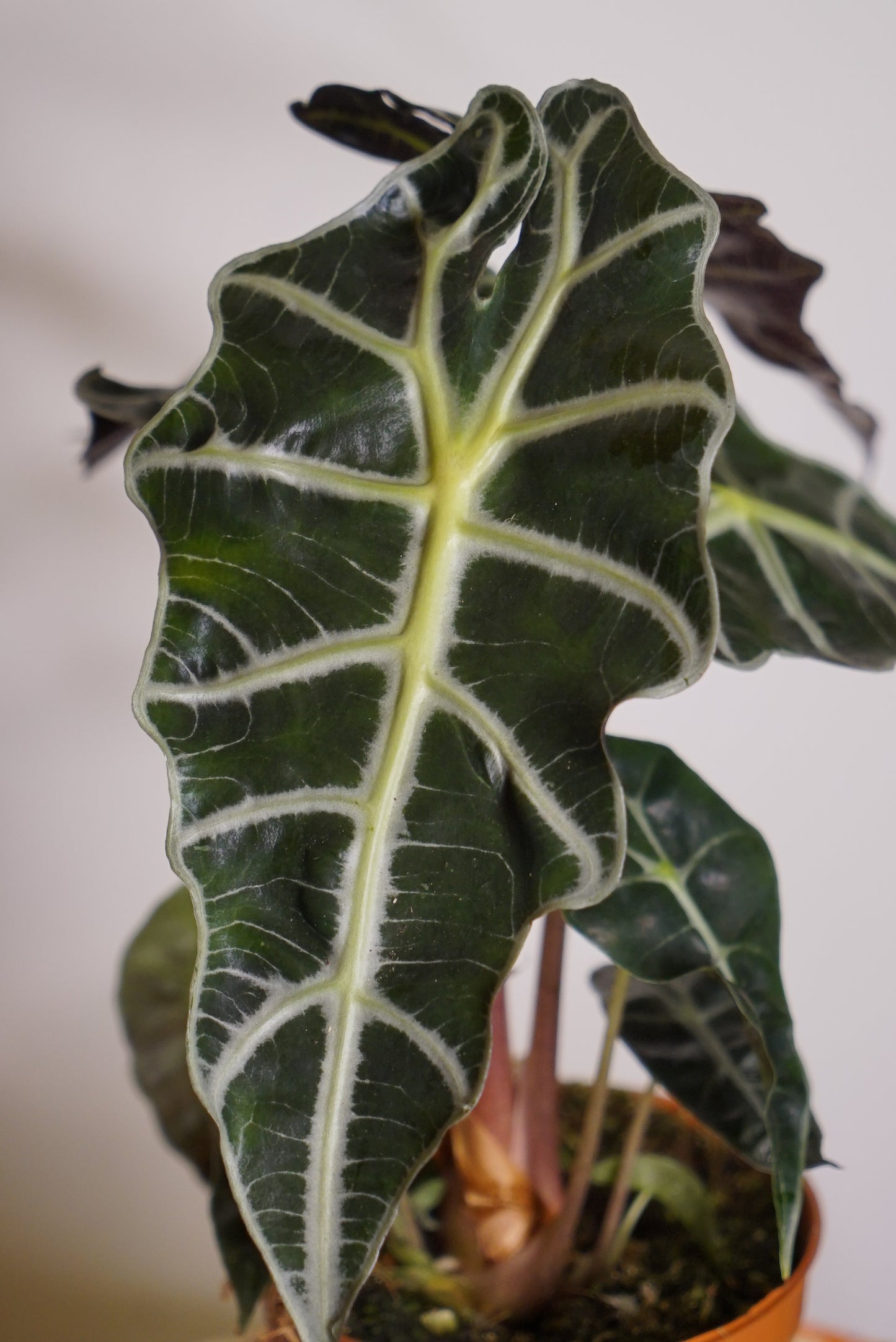 Alocasia Polly