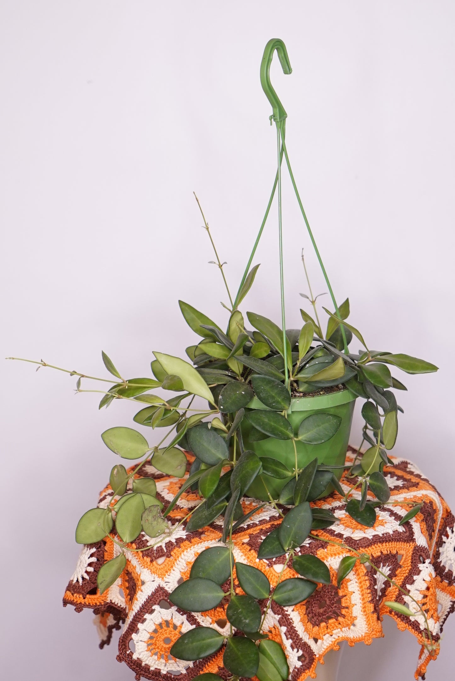 Hoya Bilobata