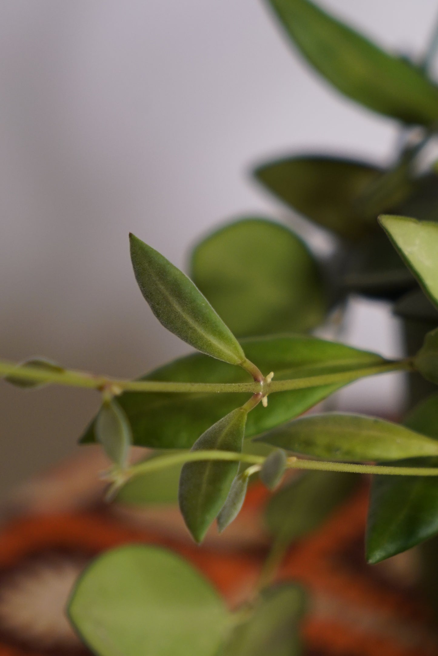 Hoya Bilobata