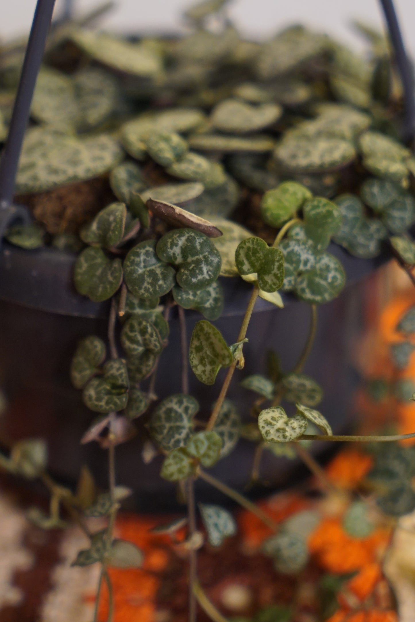 Ceropegia Woodii "Chaîne de Coeurs"
