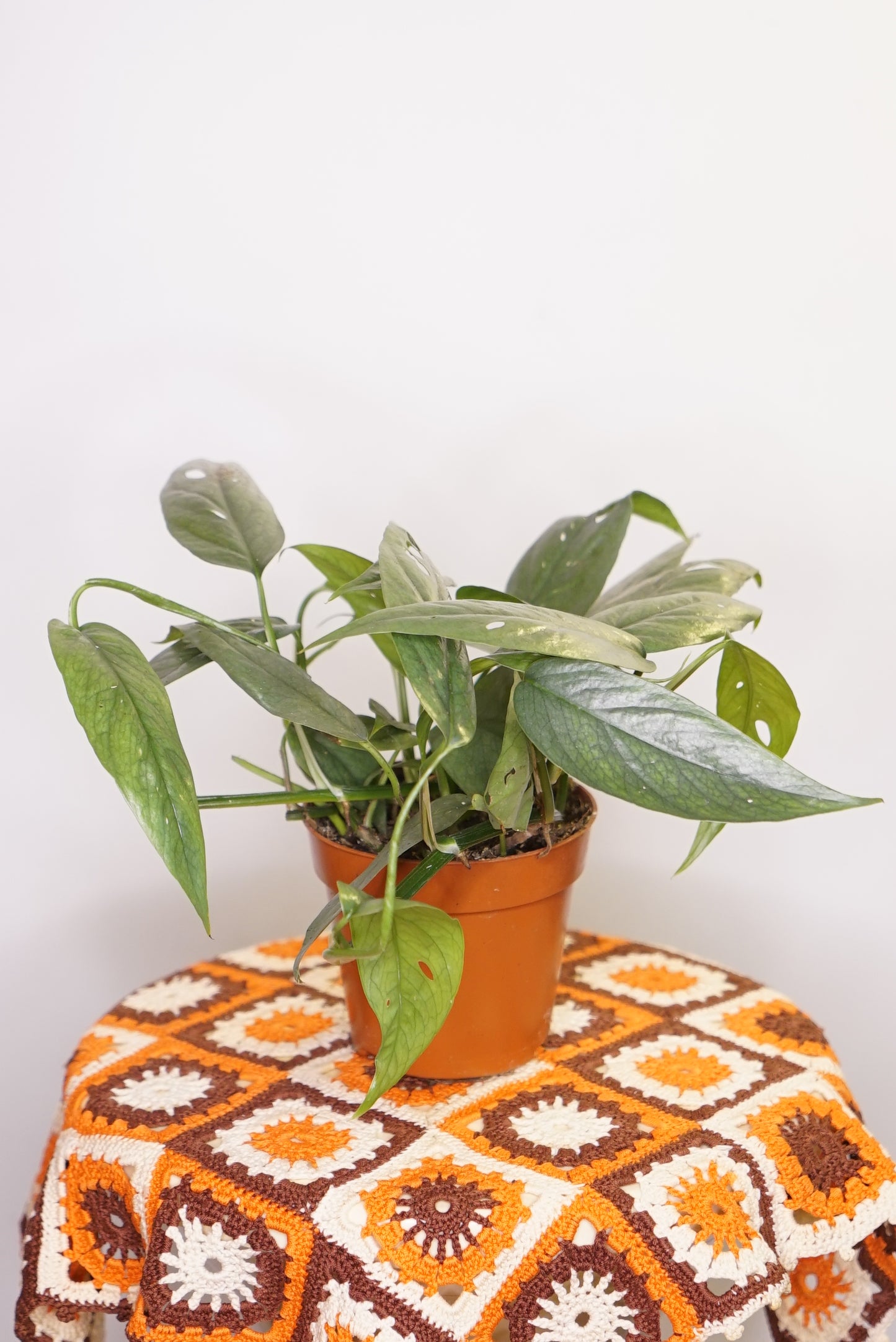 Epipremnum Pinnatum "Pothos" Cebu Blue