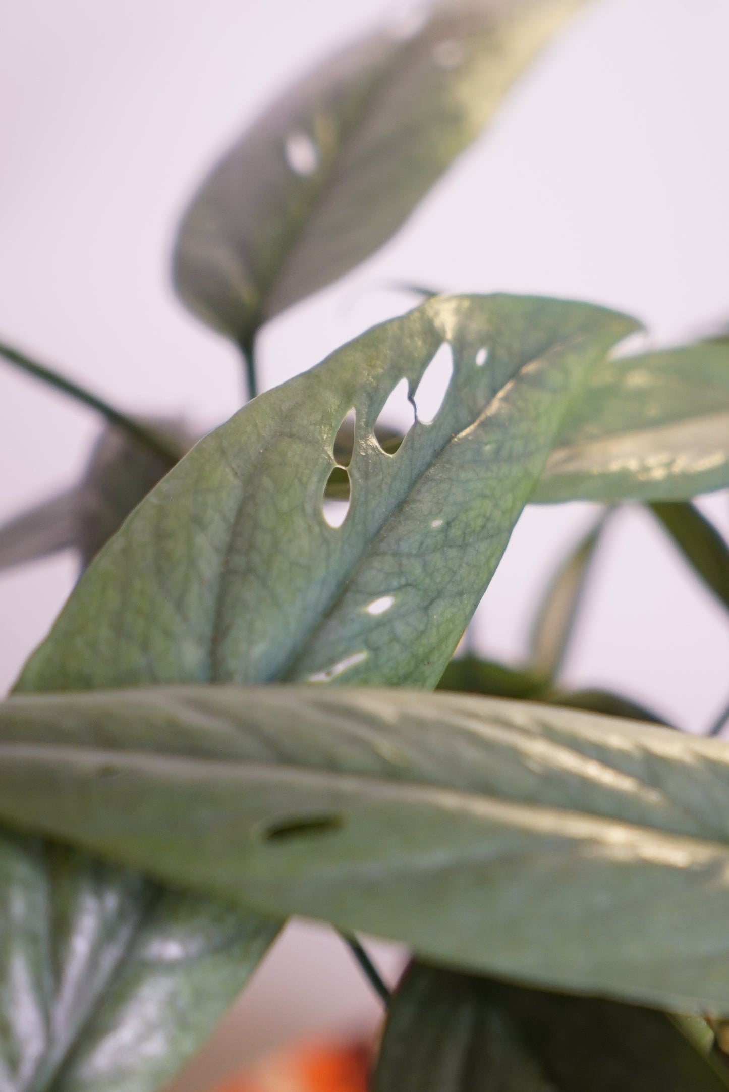 Epipremnum Pinnatum "Pothos" Cebu Blue