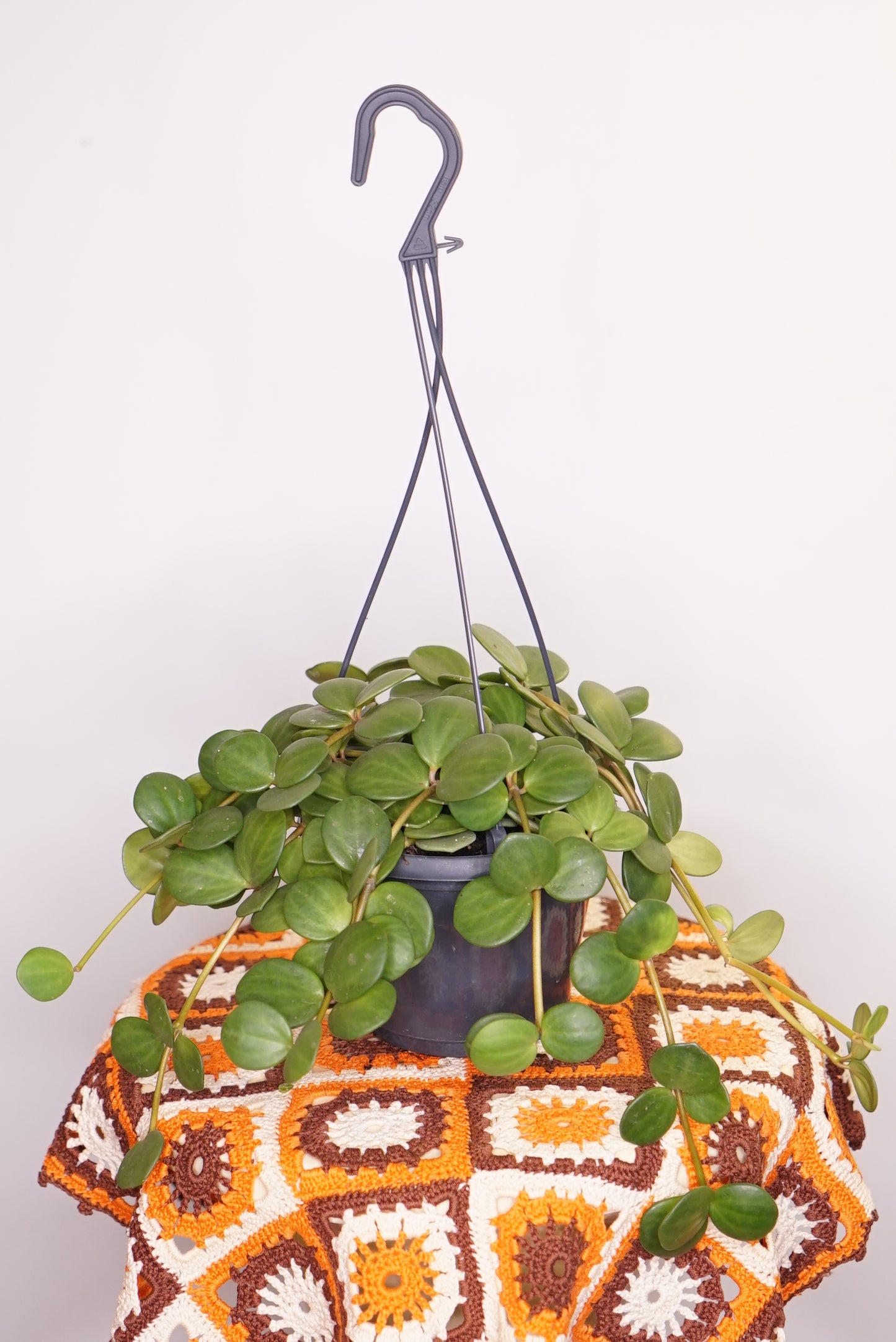 Peperomia Tetraphylla Hope
