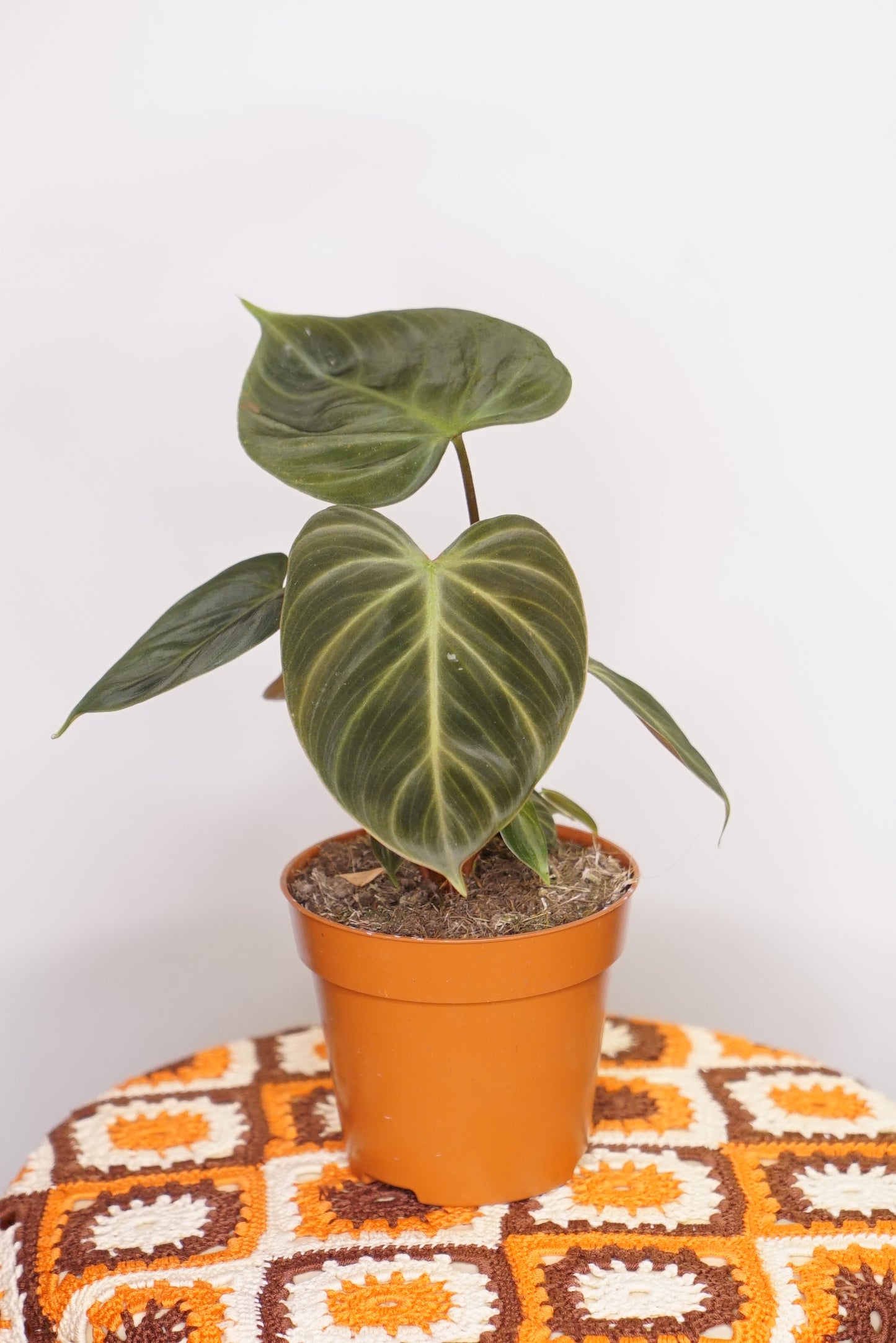 Philodendron El Choco Red