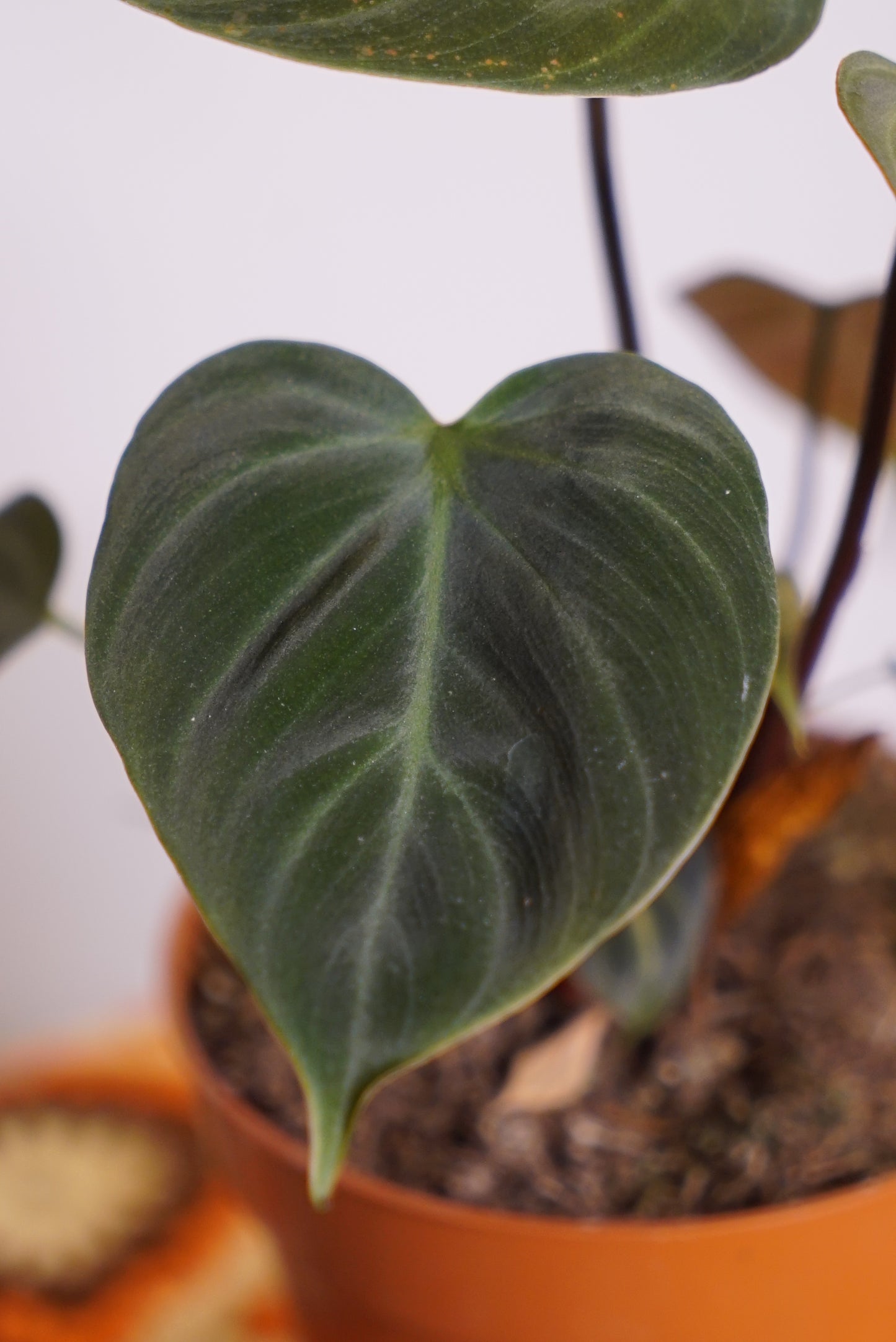Philodendron El Choco Red