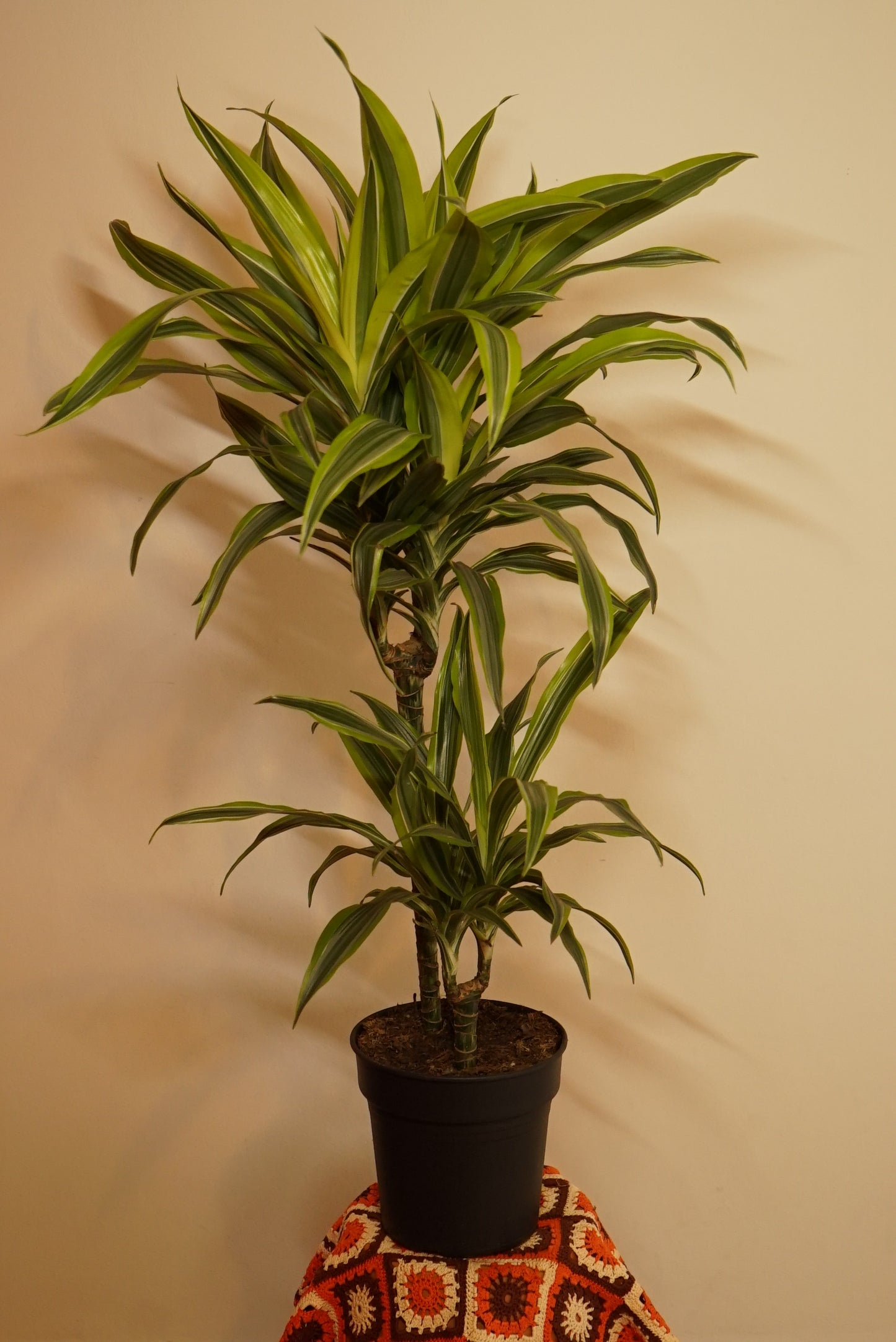 Dracaena Fragrans Lemon Lime