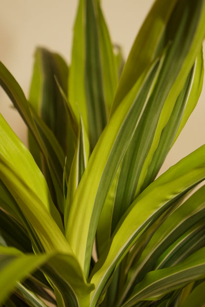 Dracaena Fragrans Lemon Lime