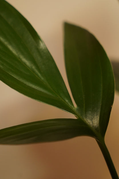 Philodendron Dragon Tail