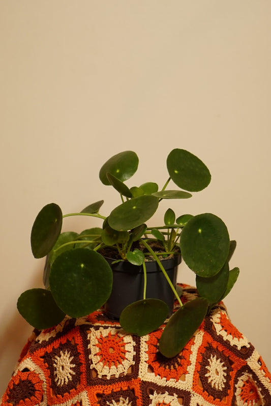 Pilea Peperomioides