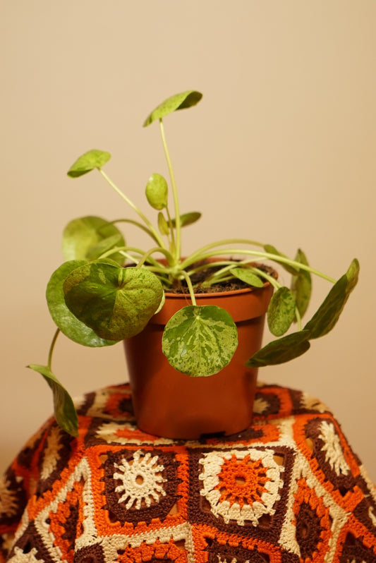 Pilea Mojito