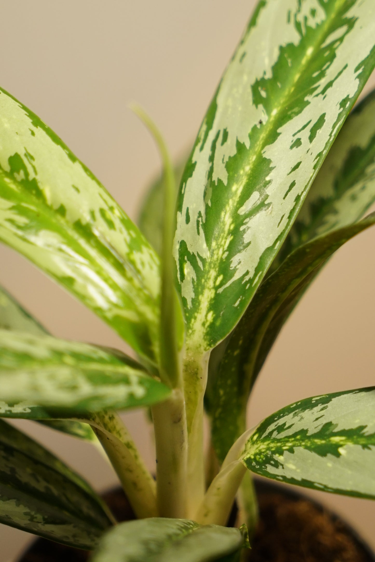 Aglaonema Matcha Lemon