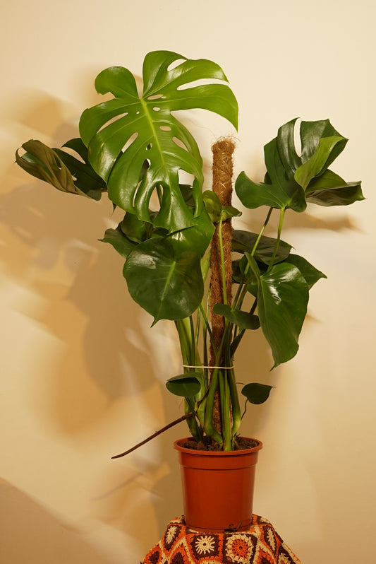 Monstera Deliciosa