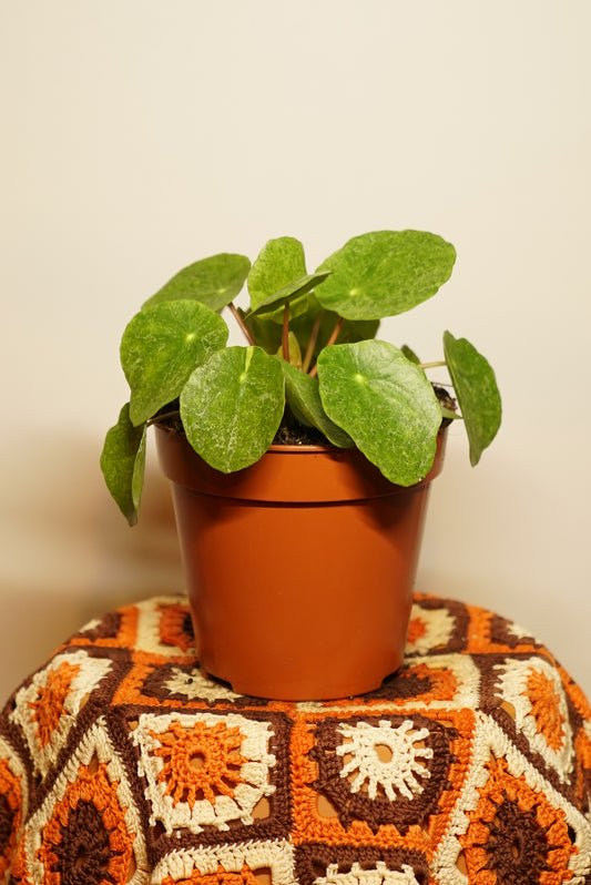 Pilea Sugar