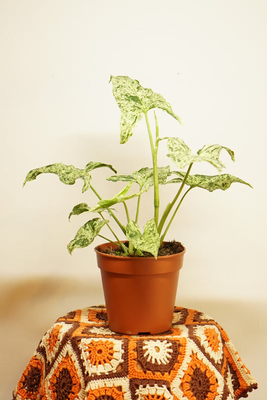 Syngonium Mojito