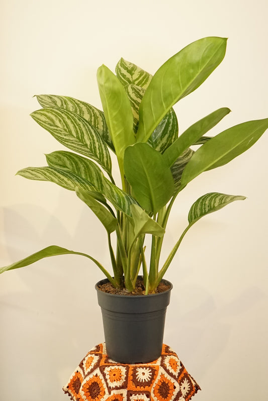 Aglaonema Stripes