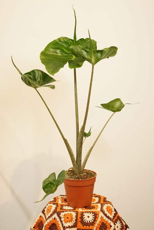 Alocasia Stingray