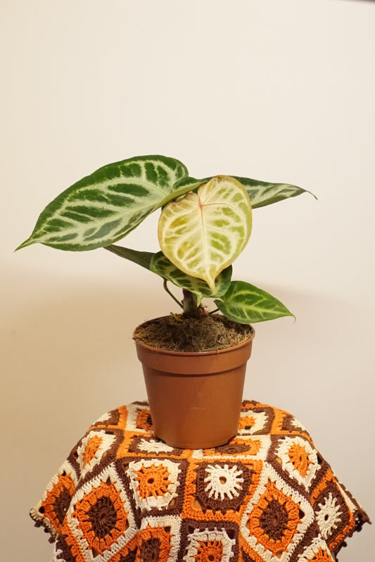 Anthurium Crystallinum Silver Blush