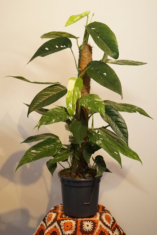 Epipremnum Pinnatum "Pothos" Variegata