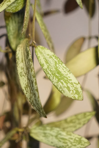 Hoya Sigillatis