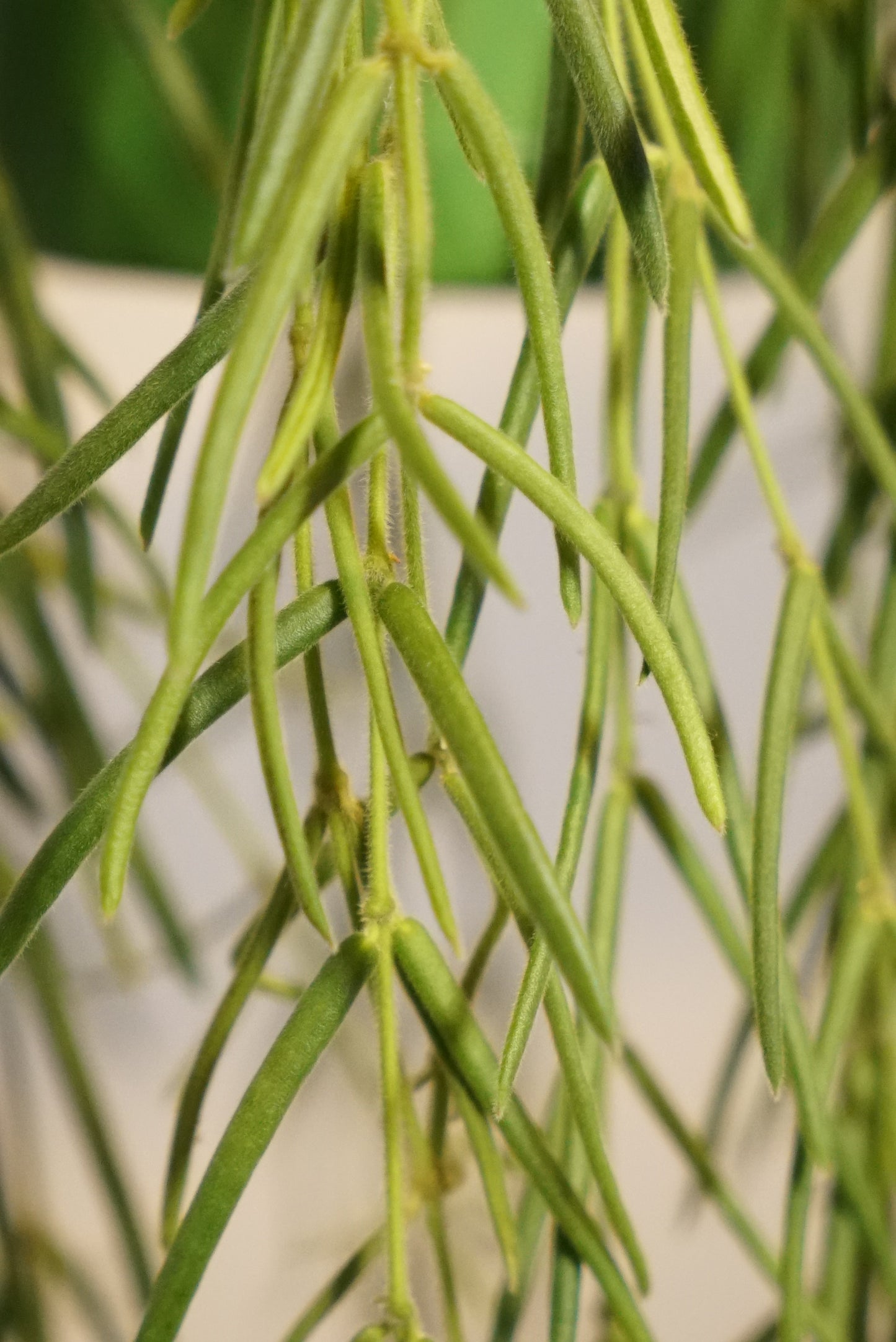 Hoya Linearis