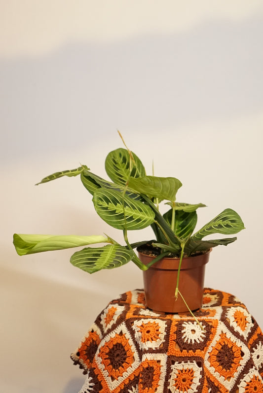 Maranta Lemon Lime