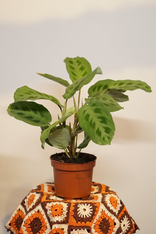 Maranta Kerchoveana