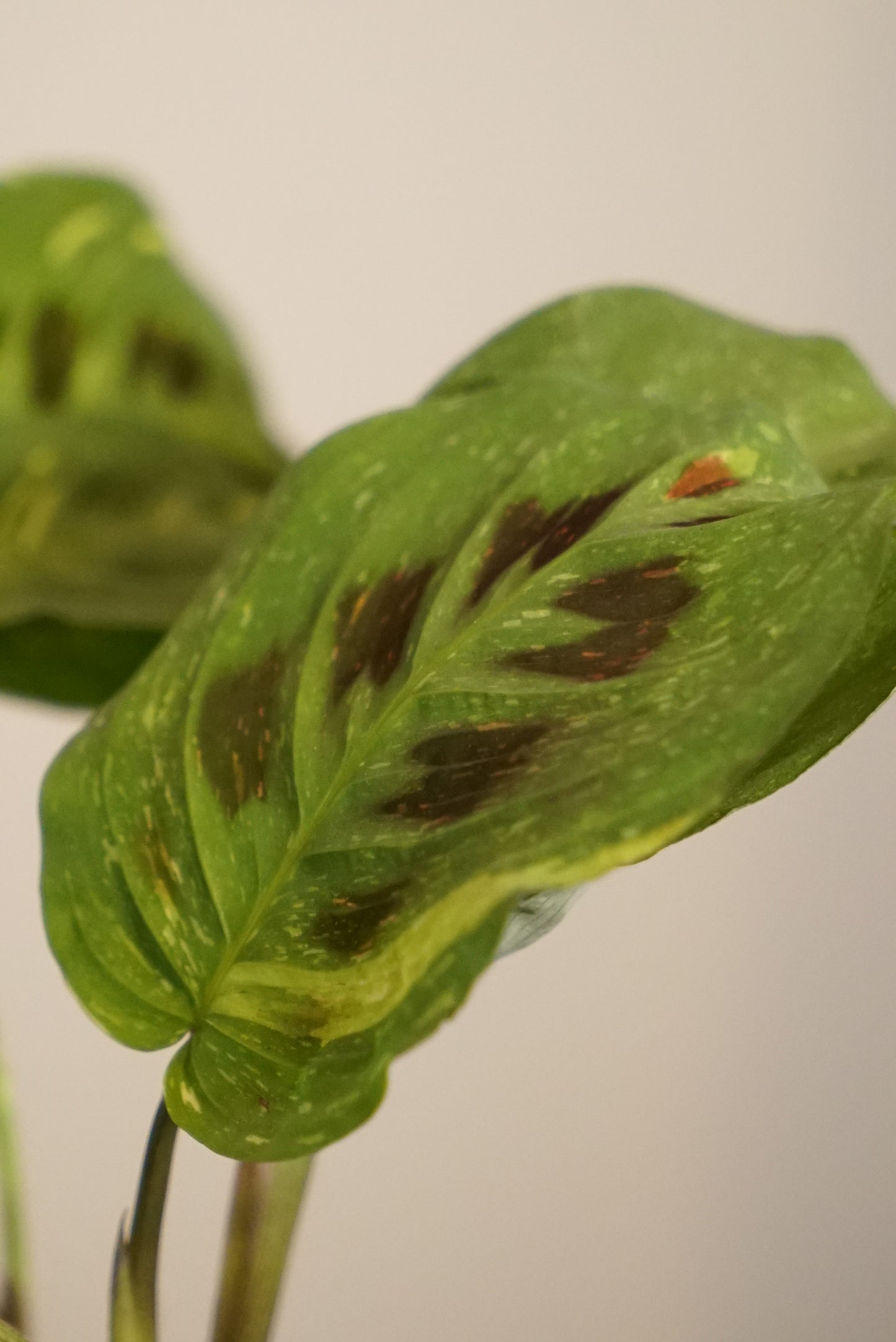 Maranta Kerchoveana Variegata