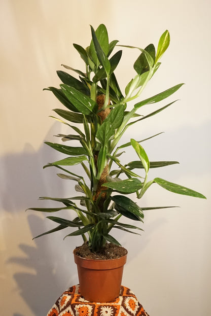 Monstera Standleyana Variegata