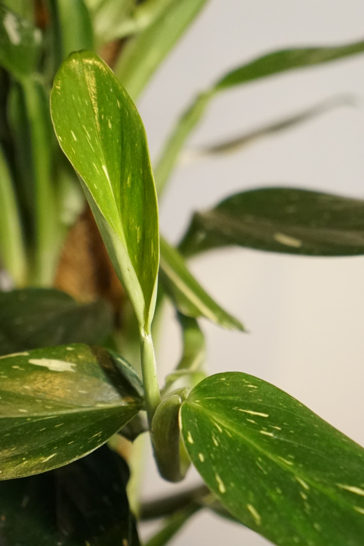 Monstera Standleyana Variegata