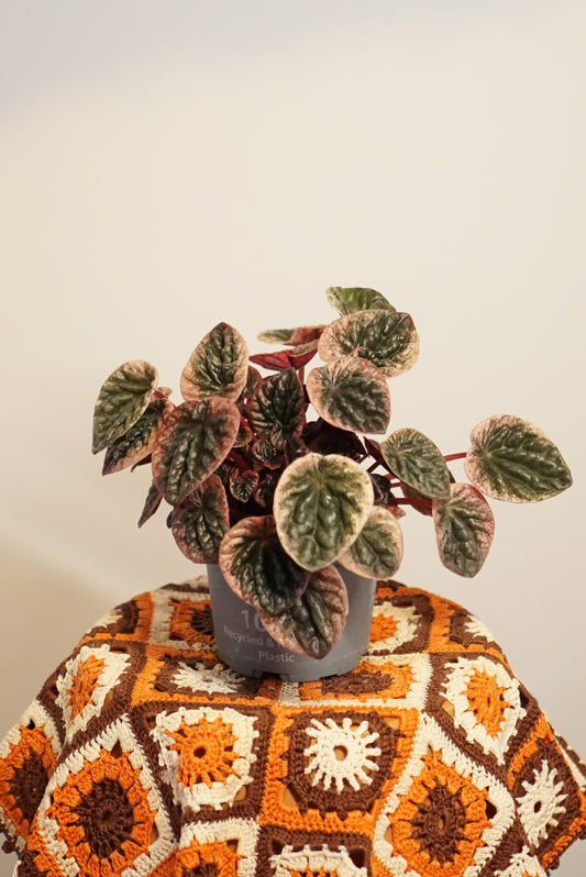 Peperomia Caperata Abricos