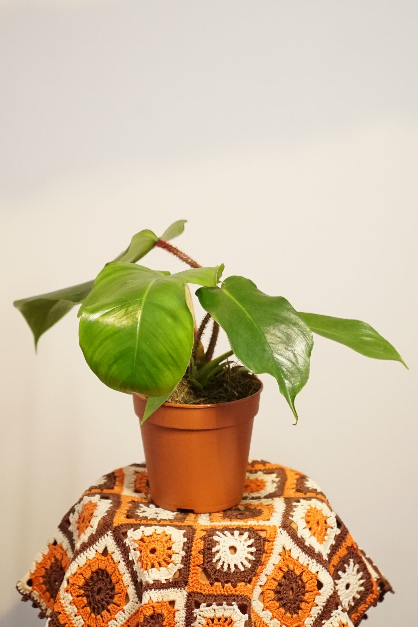 Philodendron Squamiferum