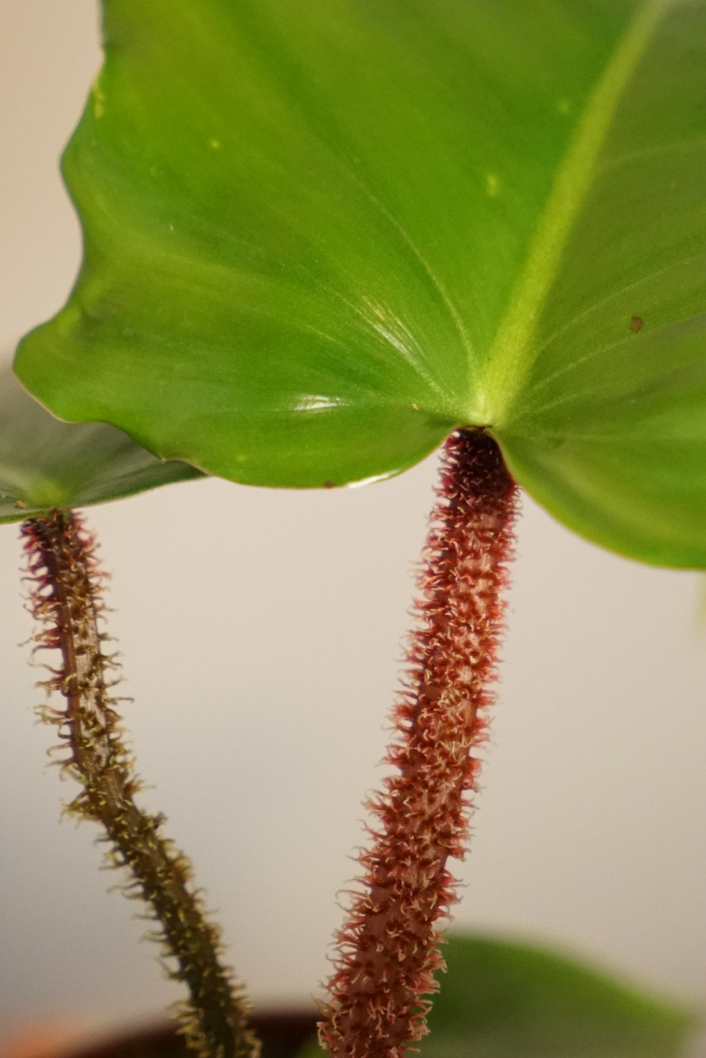 Philodendron Squamiferum