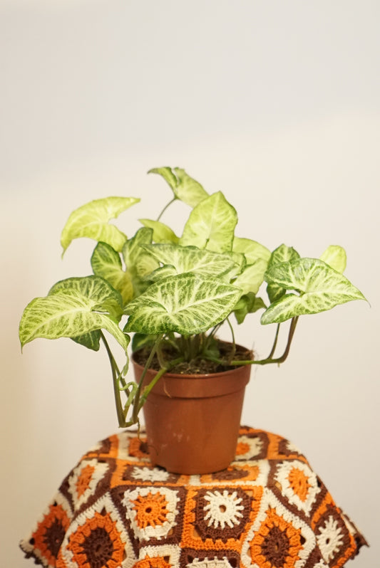 Syngonium White Butterfly