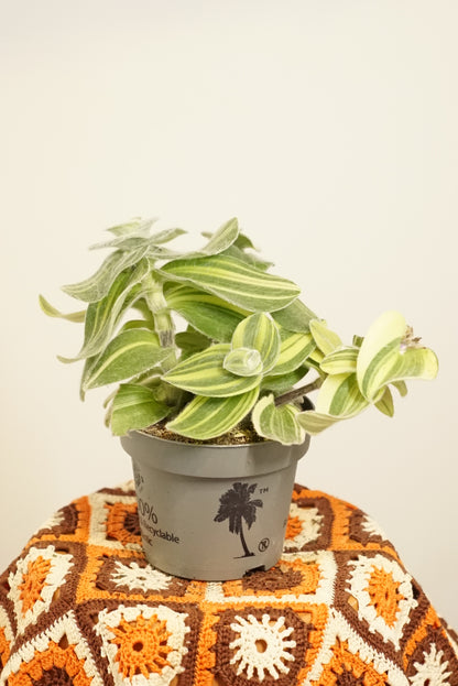 Tradescantia Sillamontana Variegata