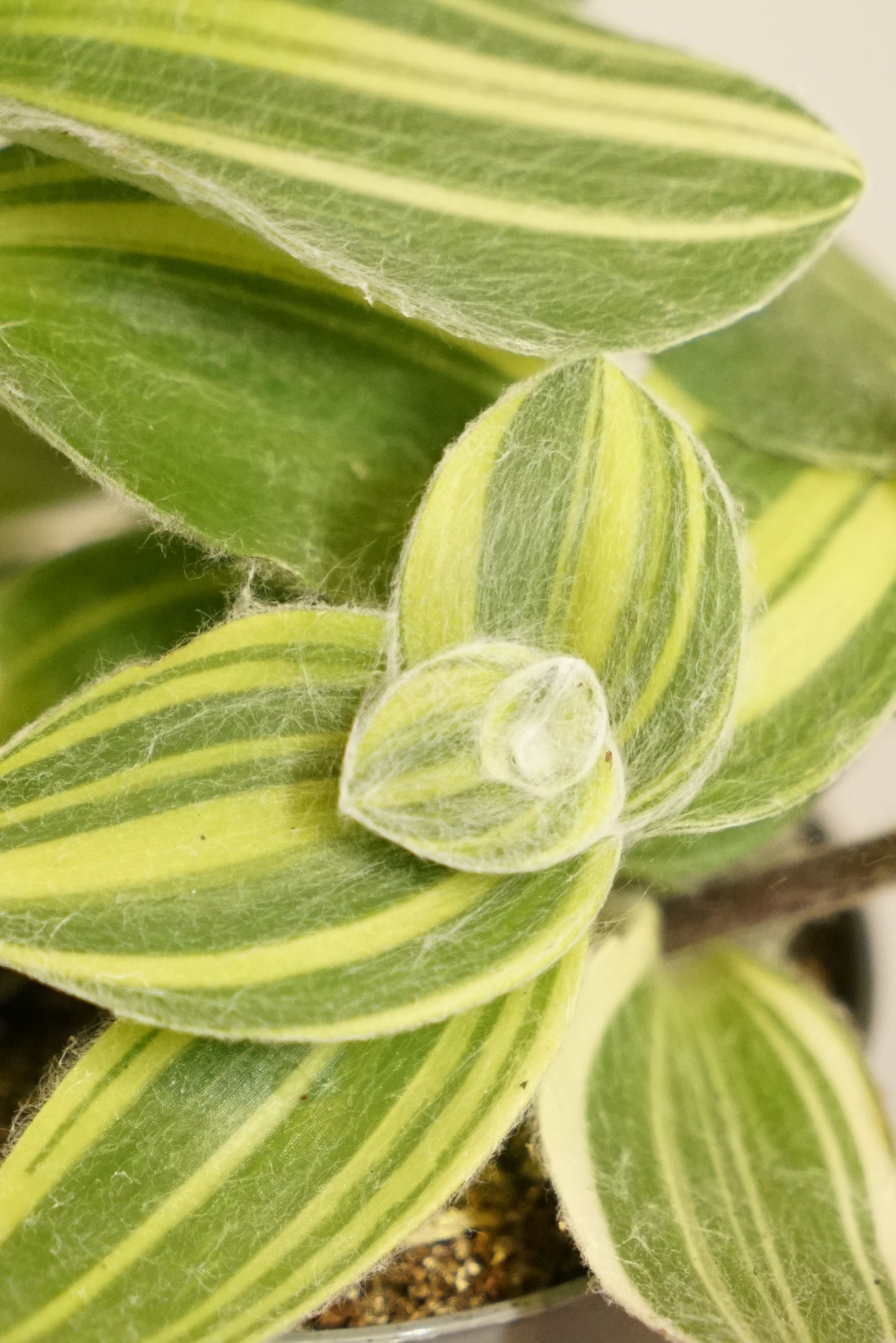 Tradescantia Sillamontana Variegata