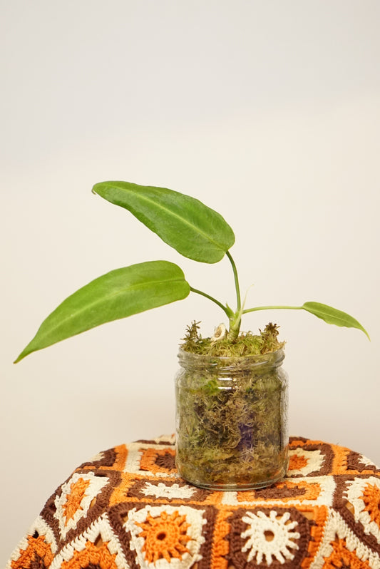 Anthurium Warocqueanum