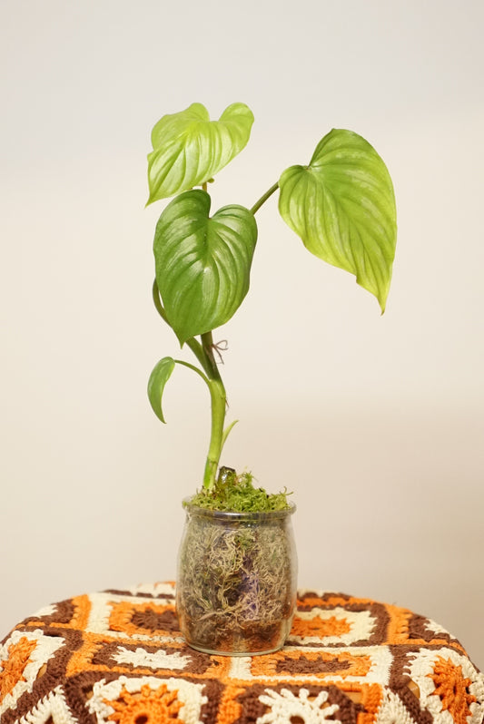 Philodendron Mamei