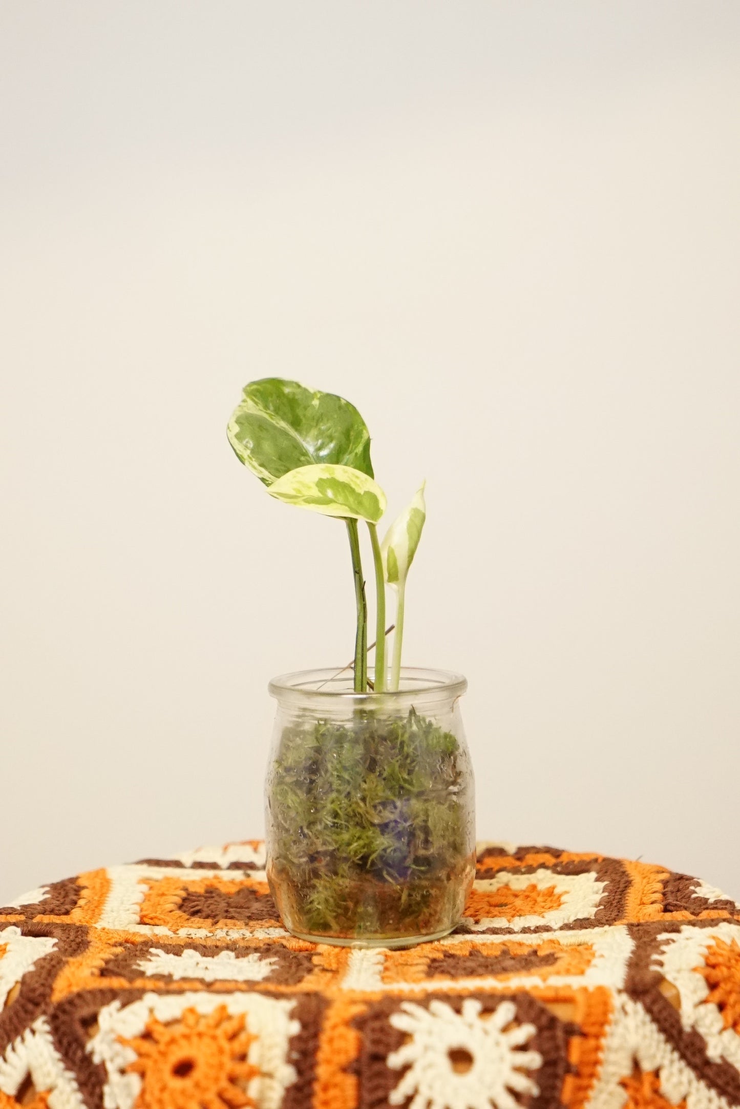 Epipremnum Aureum "Pothos" N'joy