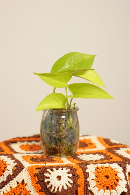 Epipremnum Aureum "Pothos" Néon