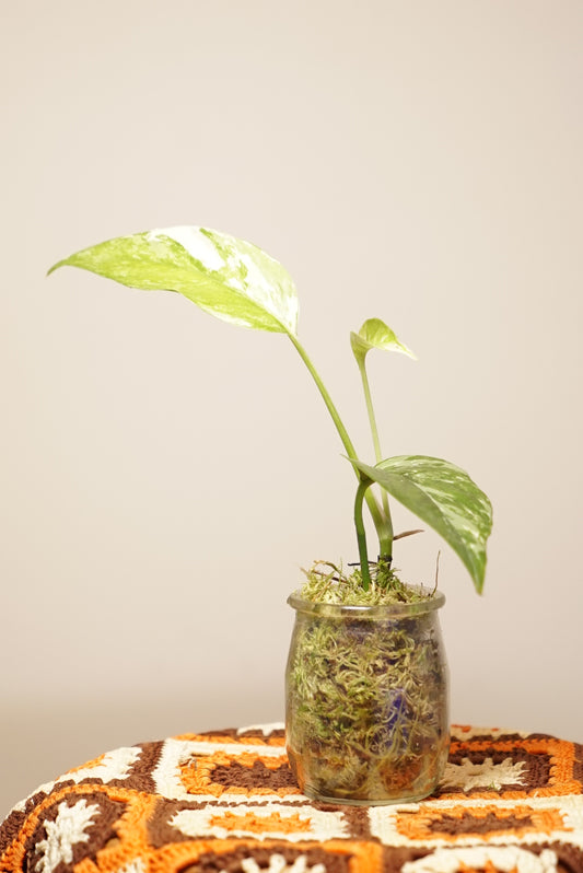 Epipremnum Pinnatum "Pothos" Variegata