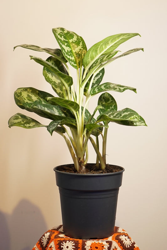 Aglaonema Amazon Silver