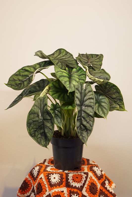 Alocasia Dragon Scale