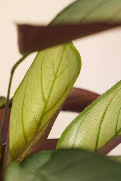 Ctenanthe Silver Star